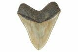 Serrated, Fossil Megalodon Tooth - North Carolina #192866-2